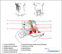 Anaesthesia UK : Stellate ganglion block