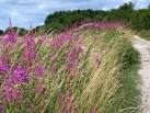 Named after its long, narrow, willow like leaves, the willow-herb grows as - via Daymix