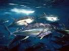Bigeye tuna