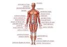 HUMAN BEING :: ANATOMY :: MUSCLES :: ANTERIOR VIEW image - Visual ...