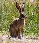 Jack Rabbit