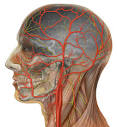 SEO Article Library: How Does Internal Carotid Artery Supply Blood ...