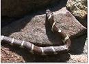 Common Kingsnake (
