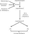 formar <b>Angiotensina I</b>,