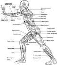 muscle: Definition, Synonyms from Answers.