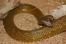 Fierce Snake (Oxyuranus microlepidotus)