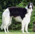 Borzoi Puppies Breeders Borzois