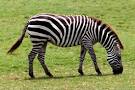 Zebra Diet « tblefor2