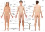 Swahili Land: Anatomia ya Binadamu (Human Anatomy)