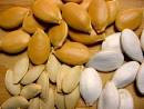 <b>Seeds</b> Cultivate More than the