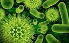 http://blogs-images.forbes.com/daviddisalvo/files/2012/03/bacteria.jpg