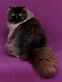 Persian  cat    Wikipedia the free encyclopedia