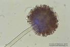 Aspergillus niger