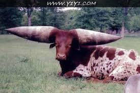 http://t2.gstatic.com/images?q=tbn:ANd9GcQ5U1wMxGe2B8jcWRA2B4iA1JHri_we45nR4QQKd6S_SuW7Hi9Mwg