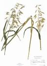 <b>Avena sativa</b>