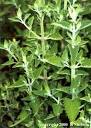 Medicinal Uses of Catnip