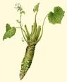 Wasabi