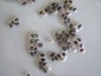 tracks with chia seeds.