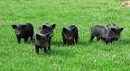 Cascade Meadows Farm American Guinea Hog Piglets