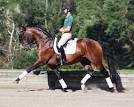 American Hanoverian