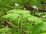 North Carolina Native Plants Society - Native Plants Gallery ...