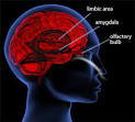 dopamine and <b>endorphins</b>.