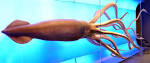 File:Museo Nacional de Ciencias Naturales (Madrid)-Architeuthis ...