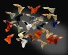 Buy Guppies Online - Direct Tropicals