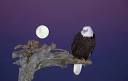 Bald Eagle With Full Moon Homer Alaska I Alaska Travel Photos