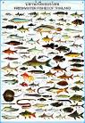 Fish Species of Thailand