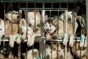 HowStuffWorks "Animal Welfare Organizations"