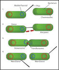 File:Bacterial Conjugation en.png - Wikipedia, the free encyclopedia