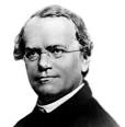 Father Gregor Mendel went on