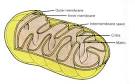 Chapter 5: The Cell Powerhouse; Mitochondria- Structure ...