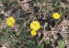 The dried leaves were smoked to relieve coughs and asthma but also a syrup - via Daymix