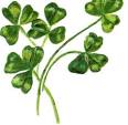 Irish SHAMROCK