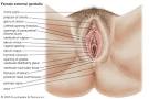 The female external <b>genitalia</b>.