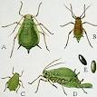 Aphid - Wikipedia, the free encyclopedia