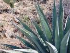 Agaves &amp; Nolinas