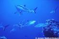FLMNH Ichthyology Department: Grey Reef Shark
