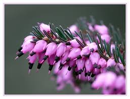 Blüte der Winterheide - Bild \u0026amp; Foto von Manfred Schwedler aus ... - 11914393