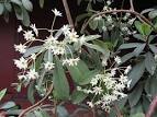 <b>Drimys</b> winteri