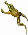 frog jump