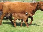 http://www.publicdomainpictures.net/pictures/10000/velka/calf-and-cow-23441282066956XK1H.jpg