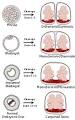 Twin - Wikipedia, the free encyclopedia