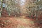 near to Melbury Abbas, Dorset, Great Britain. Red carpet of Melbury Wood - via Daymix