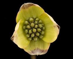Image result for Sphaerella cornifolia