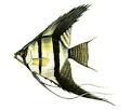 Angelfish: Saltwater Fish: Animal Planet