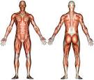 Human anatomy diagram picture ~ Human Anatomy