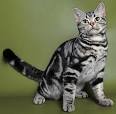 The Lovable American Shorthair Cat | Cat Breeds And Types Of Cats